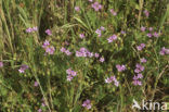 Gewone reigersbek (Erodium cicutarium)