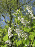 Gewone vogelkers (Prunus padus)