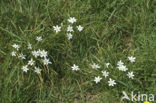 Gewone vogelmelk (Ornithogalum umbellatum)