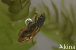 Gewone weerschijntreder (Helophorus brevipalpis)