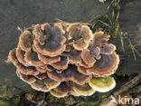 Gewoon elfenbankje (Trametes versicolor)