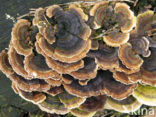 Gewoon elfenbankje (Trametes versicolor)