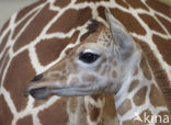 Giraffe (Giraffa camelopardalis)