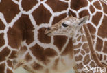 Southern giraffe (Giraffa camelopardalis)