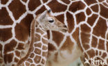 Giraffe (Giraffa camelopardalis)