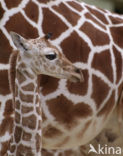 Southern giraffe (Giraffa camelopardalis)