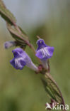 Glidkruid (Scutellaria)