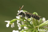 Glimmende smaragdgroefbij (Lasioglossum nitidulum)