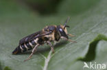 Gouden kegelbij (Coelioxys aurolimbata) 