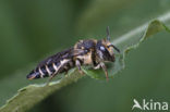 Gouden kegelbij (Coelioxys aurolimbata) 