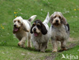 Grand Basset Griffon Vendéen (Canis domesticus)