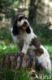 Grand Basset Griffon Vendéen (Canis domesticus)