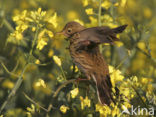 Graspieper (Anthus pratensis) 