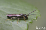 sweat bee (Lasioglossum sp.)