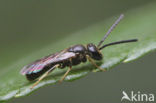 sweat bee (Lasioglossum sp.)