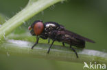 Groen doflijfje (Chrysogaster virescens)