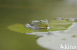 Groene kikker (Rana esculenta)