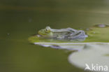 Groene kikker (Rana esculenta)