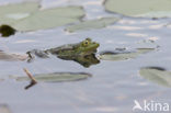 Groene kikker (Rana esculenta)