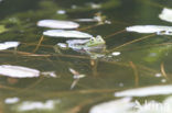 Groene kikker (Rana esculenta)