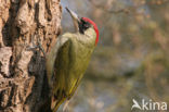 Groene Specht (Picus viridis) 