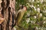 Groene Specht (Picus viridis) 