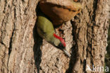 Groene Specht (Picus viridis) 