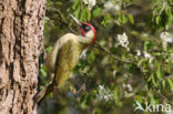 Groene Specht (Picus viridis) 