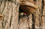 Groene Specht (Picus viridis) 