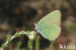 Groentje (Callophrys rubi)