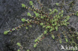 Grondster (Illecebrum verticillatum) 