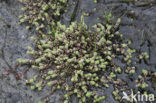 Grondster (Illecebrum verticillatum) 