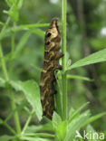 Elephant Hawk-moth (Deilephila elpenor)