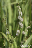 Grote egelskop (Sparganium erectum)