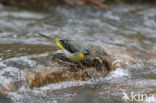 Grote Gele Kwikstaart (Motacilla cinerea)