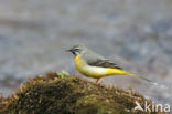 Grote Gele Kwikstaart (Motacilla cinerea)