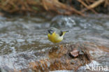 Grote Gele Kwikstaart (Motacilla cinerea)