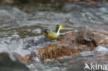 Grote Gele Kwikstaart (Motacilla cinerea)