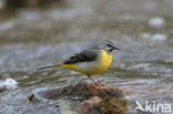 Grote Gele Kwikstaart (Motacilla cinerea)