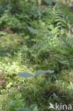 Common Twayblade (Neottia ovata