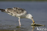 Grote Mantelmeeuw (Larus marinus) 