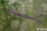 Grote roodoogjuffer (Erythromma najas)