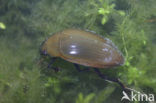 Grote spinnende watertor (Hydrophilus piceus)