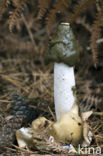 Grote stinkzwam (Phallus impudicus)