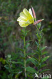 Grote teunisbloem (Oenothera erythrosepala)