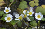 Grote waterranonkel (Ranunculus peltatus)