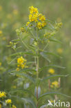 Yellow Loosestrife (Lysimachia vulgaris)