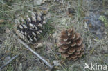 Grove den (Pinus sylvestris)