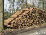 Scots Pine (Pinus sylvestris)