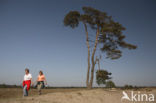 Grove den (Pinus sylvestris)